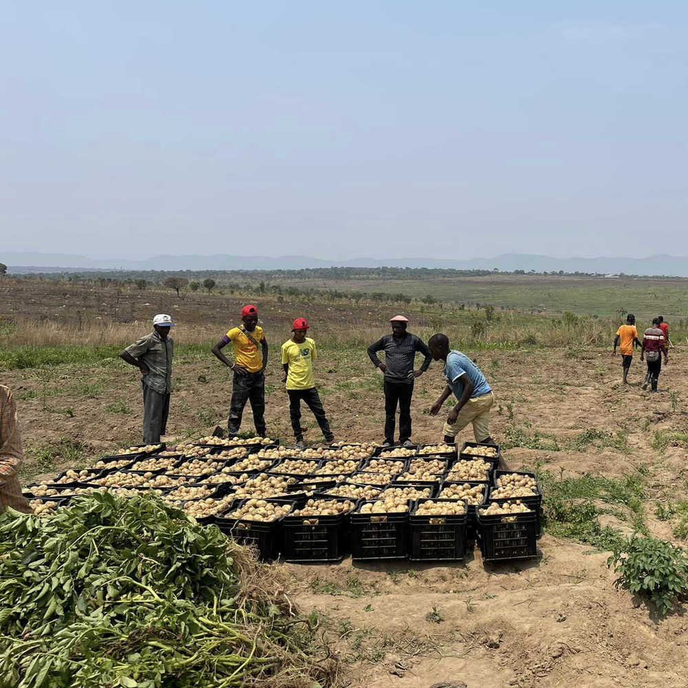  
Team Quang Linh thu hoạch khoai tây với số lượng lớn vào mùa khô. (Ảnh: Fanpage Team Châu Phi)