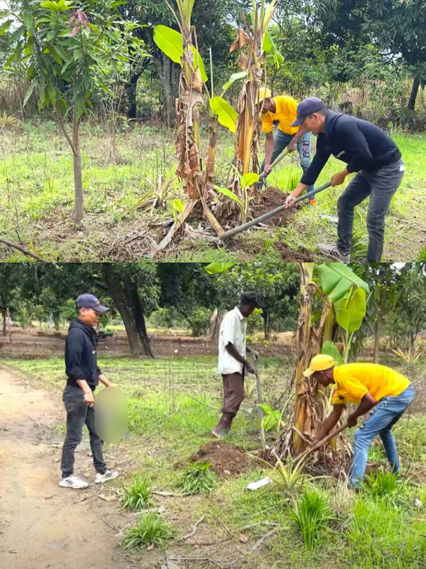  
Những cây chuối là hình ảnh quen thuộc ở làng quê Việt. (Ảnh: Chụp màn hình YouTube Linh Philip - Cuộc Sống ở Châu Phi)