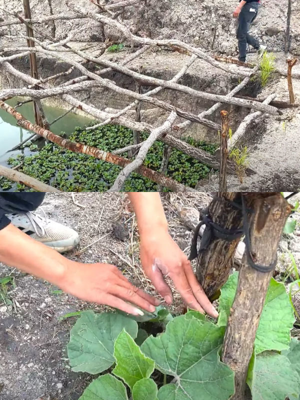  
Anh khoe giàn bầu vừa trồng được bên mép ao cá. (Ảnh: Chụp màn hình YouTube Linh Philip - Cuộc Sống ở Châu Phi)