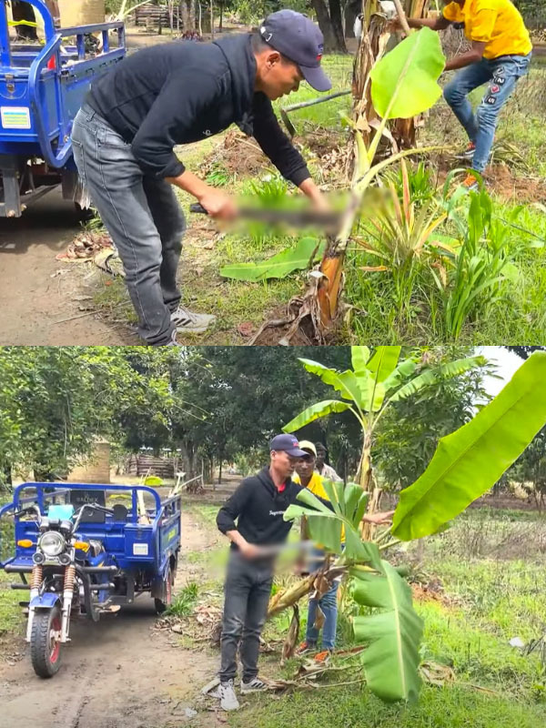  
Giống chuối này quả ngắn, người dân thường luộc lên rồi mới ăn. (Ảnh: Chụp màn hình YouTube Linh Philip - Cuộc Sống ở Châu Phi)