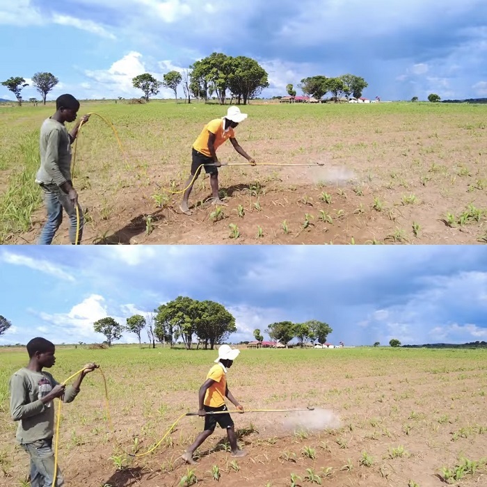  
Các công nhân đang phun thuốc kích mọc rễ cho cây ngô. (Ảnh: Cắt từ clip YouTube Quang Linh Vlogs - Cuộc Sống ở Châu Phi)