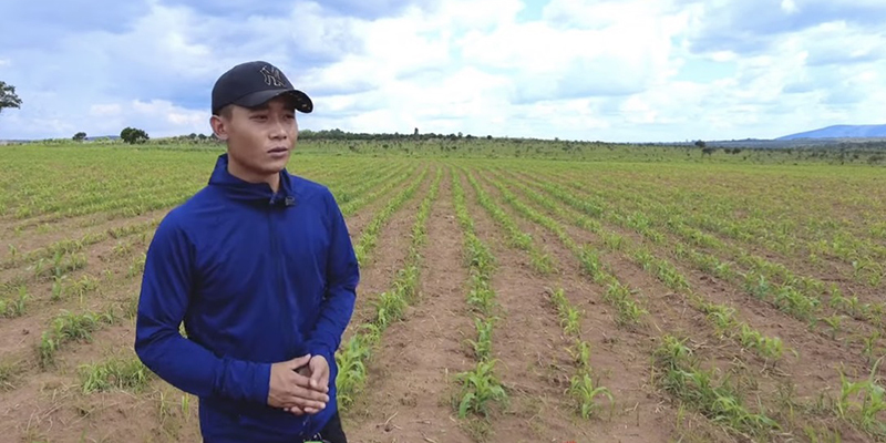  
Màu xanh của các giống ngô Việt phủ kiến trang trại Quang Linh. (Ảnh: Cắt từ clip YouTube Quang Linh Vlogs - Cuộc Sống ở Châu Phi)