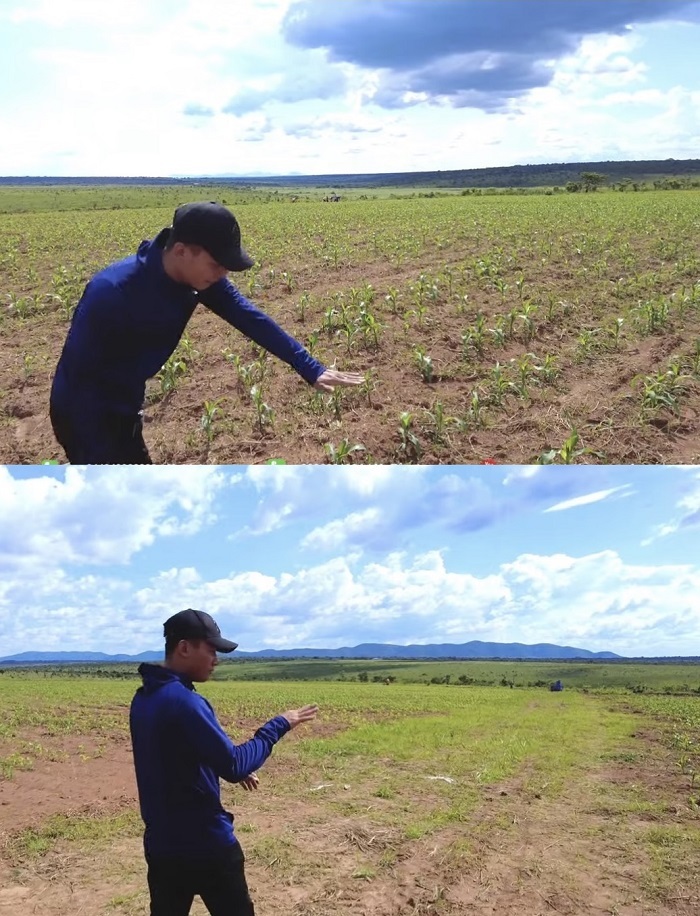  
Theo nam YouTuber khi cây còn nhỏ cần đặc biệt chăm sóc tỉ mỉ. (Ảnh: Cắt từ clip YouTube Quang Linh Vlogs - Cuộc Sống ở Châu Phi)