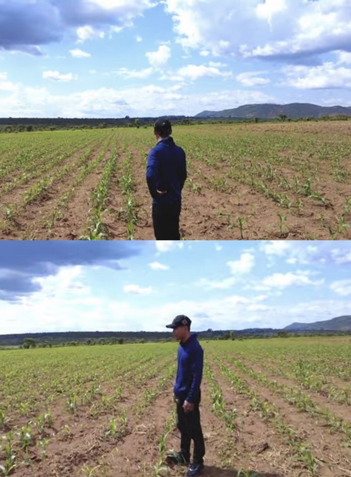  
Mỗi giống ngô được Quang Linh trồng hơn 1,5 ha. (Ảnh: Cắt từ clip YouTube Quang Linh Vlogs - Cuộc Sống ở Châu Phi)