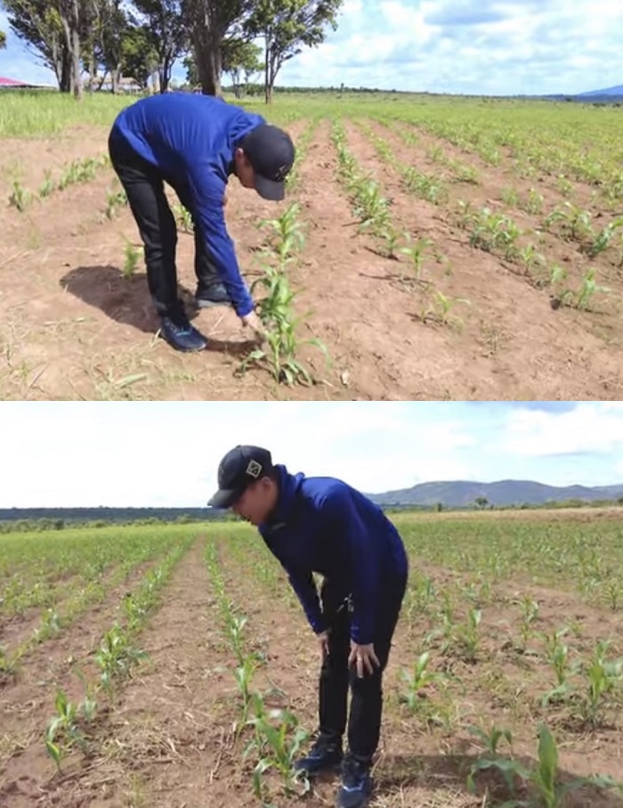 
Quang Linh cho hay giống ngô nếp có một số cây bị vàng lá. (Ảnh: Cắt từ clip YouTube Quang Linh Vlogs - Cuộc Sống ở Châu Phi)