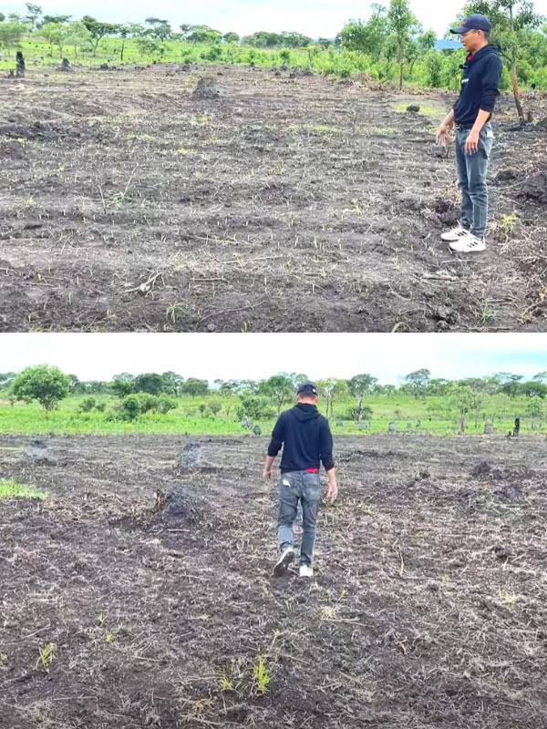  
Gần đó là luống ngô đang lên mầm mơn mởn. (Ảnh: Chụp màn hình YouTube Linh Philip - Cuộc Sống ở Châu Phi)