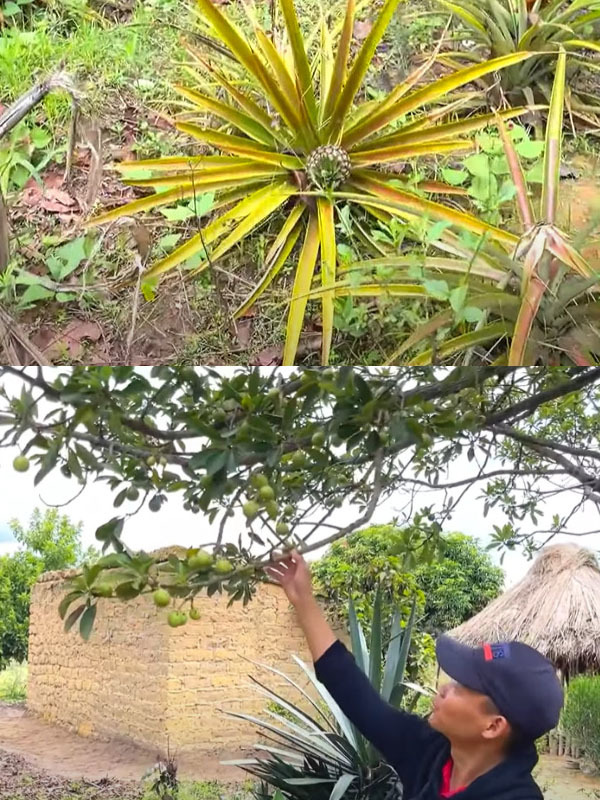  
Anh cũng muốn tương lai sẽ trồng thêm nhiều giống cây khác như chuối và bơ xen kẽ bên bờ ao. (Ảnh: Chụp màn hình YouTube Linh Philip - Cuộc Sống ở Châu Phi)