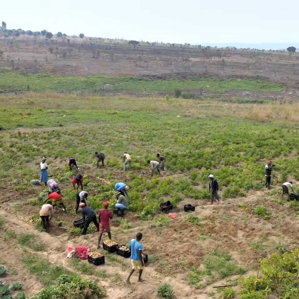  Toàn cảnh bà con thu hoạch khoai Tây. (Ảnh: Chụp màn hình YouTube Quang Linh Vlogs - Cuộc Sống ở Châu Phi)