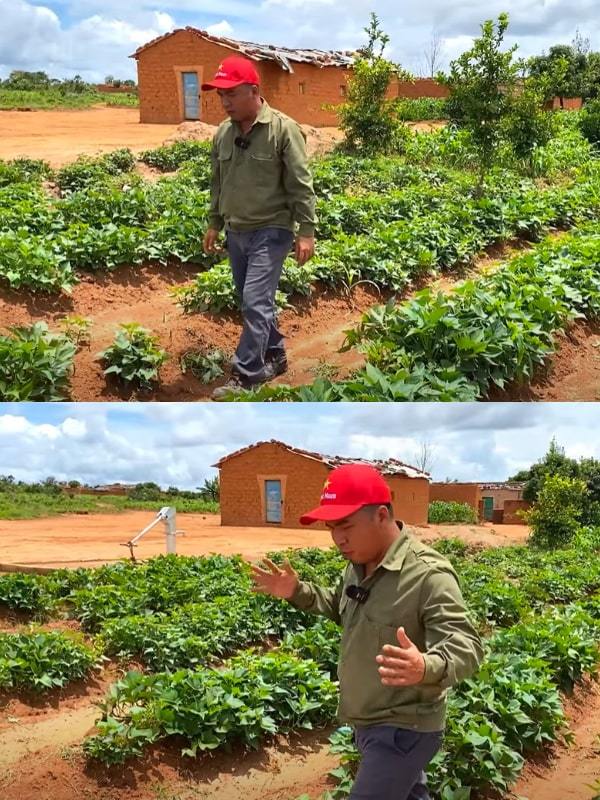  Khoai lang lên mơn mởn, xanh tốt. (Ảnh: Chụp màn hình YouTube Đông Paulo Vlogs - Cuộc Sống ở Châu Phi)