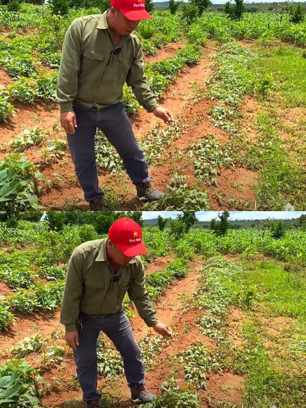  Có thể thấy, khoai bản địa nhỏ hơn nhiều. (Ảnh: Chụp màn hình YouTube Đông Paulo Vlogs - Cuộc Sống ở Châu Phi)