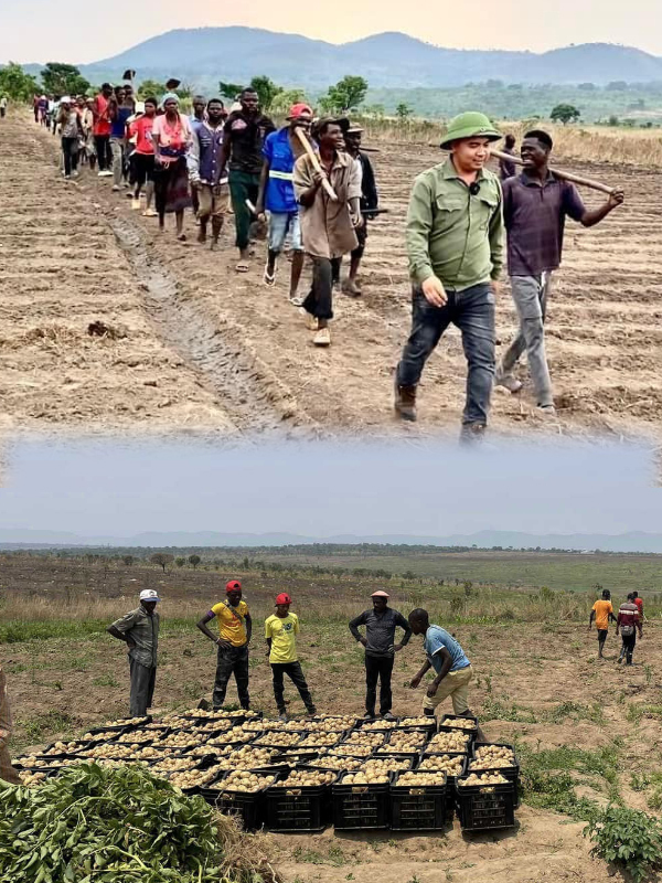  Nông nghiệp ở Angola ngày một phát triển, bà con cũng có tinh thần làm việc cao hơn. (Ảnh: FB Team Châu Phi)