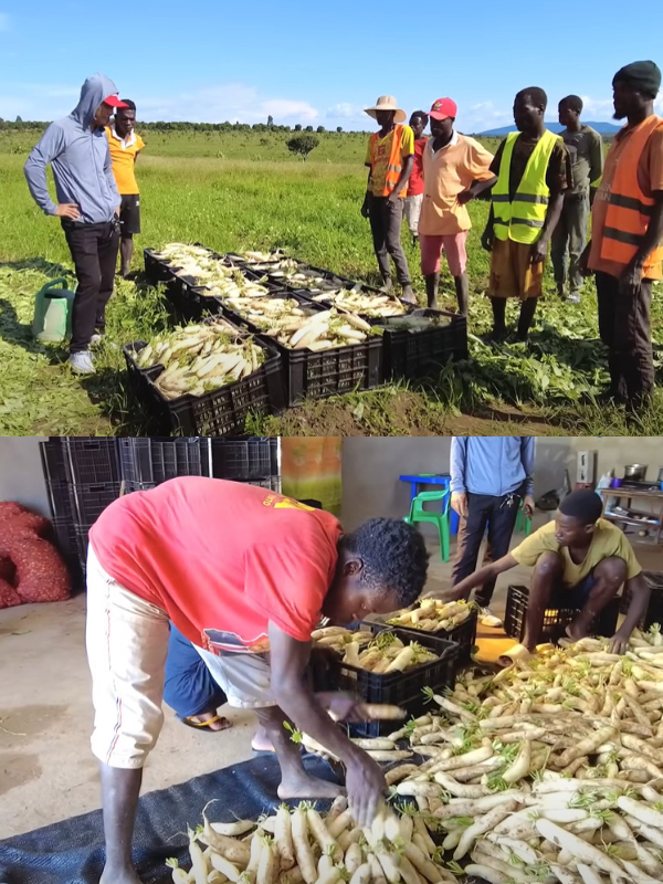  Củ nào cũng chắc và đều, có tiềm năng để tiếp tục nhân giống trồng trọt. (Ảnh: Chụp màn hình YouTube Quang Linh Vlogs - Cuộc Sống ở Châu Phi)