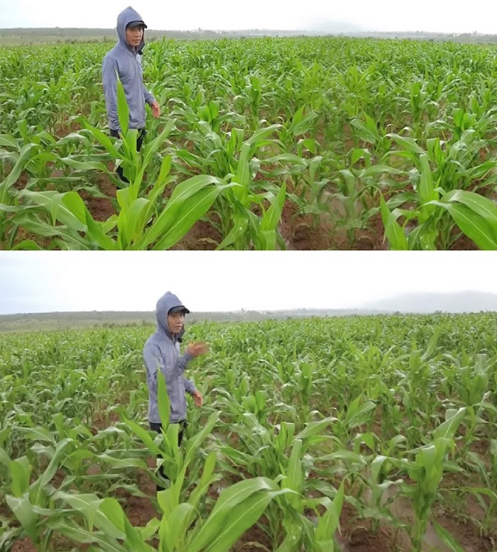  Những luống ngô xanh tốt, cây đã cao ngang người ở trang trại Quang Linh. (Ảnh: Cắt từ clip YouTube Quang Linh Vlogs - Cuộc sống ở Châu Phi)