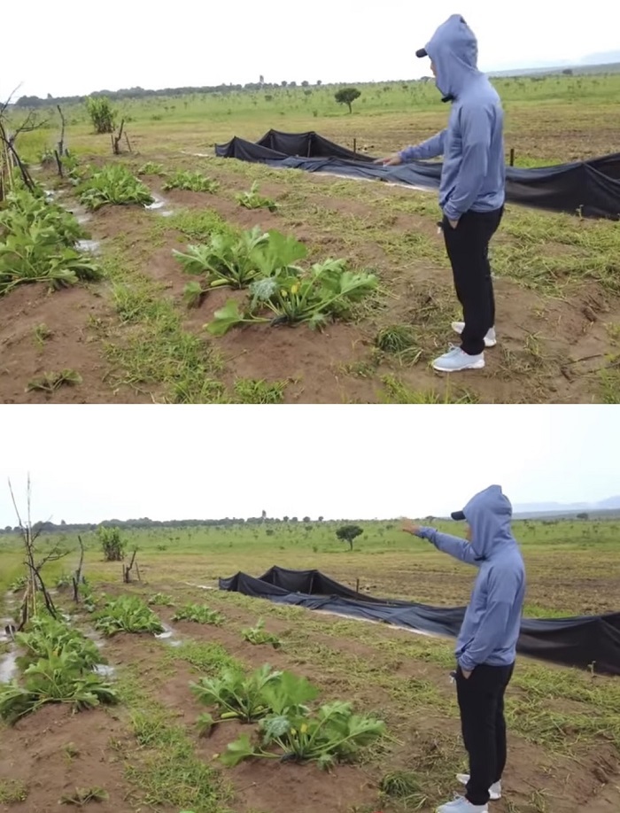  Anh chàng dự định trồng một khu vườn toàn rau củ quả Việt Nam tại đây. (Ảnh: Cắt từ clip YouTube Quang Linh Vlogs - Cuộc sống ở Châu Phi)