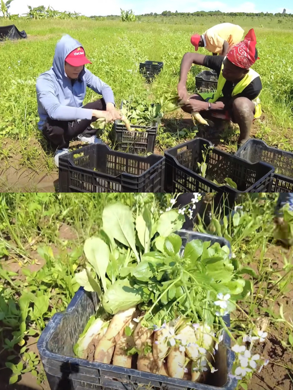  Rất nhiều loại nông sản Việt Nam được Quang Linh mang sang châu Phi trồng đều cực kỳ tươi tốt. (Ảnh: Cắt từ clip YouTube Quang Linh Vlogs - Cuộc sống ở Châu Phi)