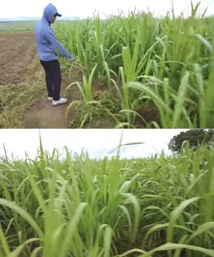  Anh chàng cũng khoe những luống mía tươi tốt đã lên cao không kém gì ngô. (Ảnh: Cắt từ clip YouTube Quang Linh Vlogs - Cuộc sống ở Châu Phi)