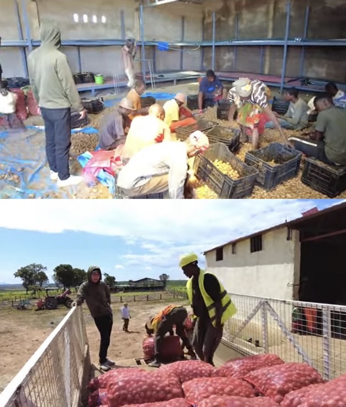  Quang Linh cùng công nhân ở trang trại vận chuyển khoai tây lên xe tải. (Ảnh: Cắt từ clip YouTube Quang Linh Vlogs - Cuộc sống ở Châu Phi)