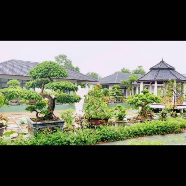 Cây cảnh đặt khắp nơi trong khuôn viên. (Ảnh: Beatvn)