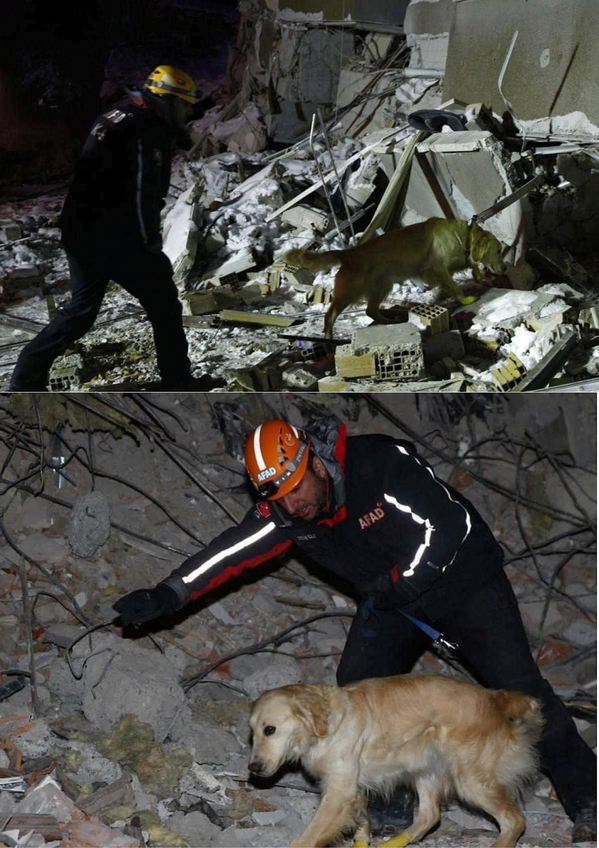  
Các chú chó nghiệp vụ tham gia công tác tìm kiếm cứu nạn. (Ảnh: Daily Times)