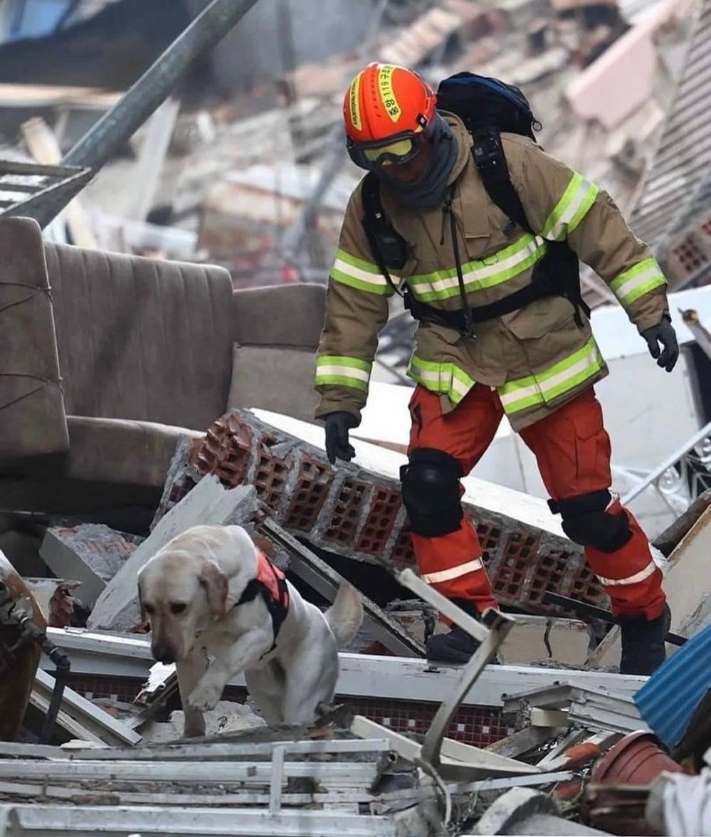  
Những chú chó không ngừng làm nhiệm vụ, nỗ lực giải cứu các nạn nhân. (Ảnh: Filippo Maturi)