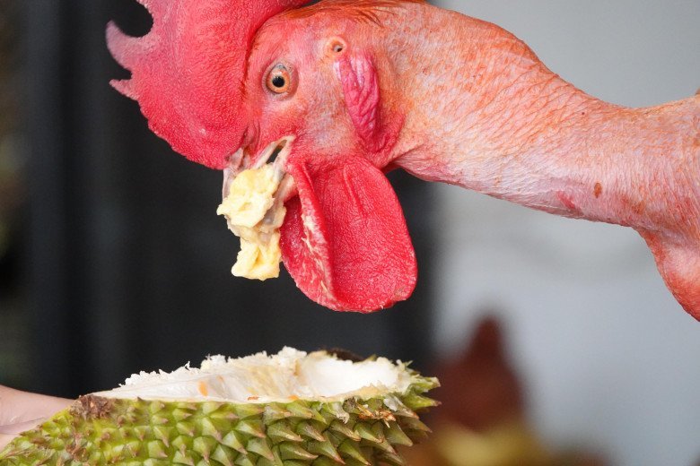  Chú gà này cực kỳ thích ăn sầu riêng. (Ảnh: Tri Thức và Cuộc Sống)