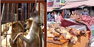 Hàn Quốc đóng cửa chợ thịt chó lớn nhất nước, tiêu thụ 80.000 con/năm