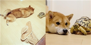Sống cùng nhà, chú chó Shiba đáng yêu nghĩ mình cũng là rùa giống bạn