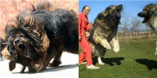 Không phải ngao Tây Tạng, đây mới là loài chó máu chiến nhất hành tinh