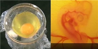 Tận mắt chứng kiến cảnh vỏ trứng bị vỡ vẫn ấp được thành gà con