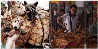 Đài Loan tiên phong trong việc cấm ăn thịt chó, mèo