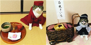Thích thú với chú mèo "cuồng cosplay" giới thiệu văn hóa Nhật Bản