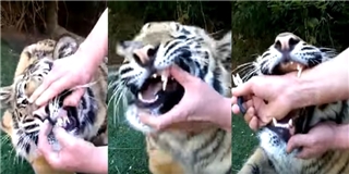 "Ớn lạnh" với màn nhổ răng cho hổ không cần gây mê tại Dubai