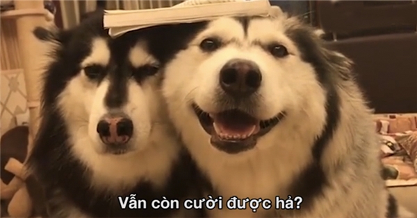 Bị phạt vì gặm nát sách, 2 chú chó làm mặt lố đến không thể nhịn cười