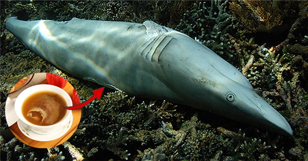 Cái kết đau đớn của những con cá mập bị chọn để chế biến soup vi cá