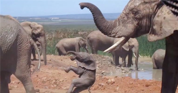 Làm vướng chân voi đực giao phối, voi con bị quăng quật suýt chết