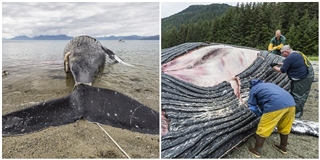 Xẻ thịt cá voi dạt vào bờ, các nhà khoa học suýt ngậm trái đắng