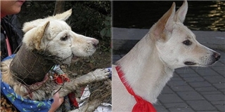 Cảm động với hình ảnh hồi sinh của chú chó từng bị ống sắt siết cổ