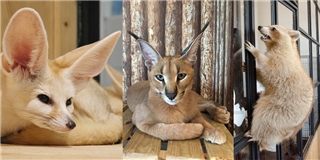 Cà phê động vật hoang dã gây tranh cãi tại Thái Lan