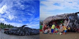 Xác cá voi khổng lồ miệng đầy rác thải khiến nhiều người suy ngẫm