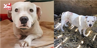 Hành trình giải cứu cô chó bị mắc kẹt 5 năm đầy cảm động