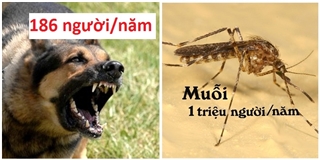 Top 10 con vật là thủ phạm giết người nhiều nhất thế giới