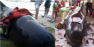 Cá voi Bà 800kg lụy vào bờ biển Quảng Ngãi