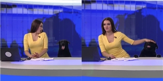 Chú chó thản nhiên xông vào trường quay lúc đang truyền hình trực tiếp