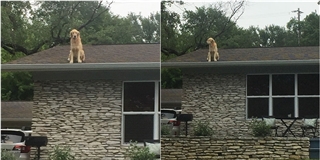 Chú chó thích sống trên nóc nhà, chỉ chịu xuống khi bị dụ ăn dụ chơi