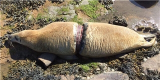 Đau đớn cảnh tượng hải cẩu bị dây nilon siết đến rách da mà chết
