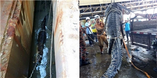 Giải cứu cá sấu dài 6m nặng 1 tấn kẹt dưới kênh nước suốt 10 giờ