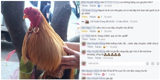 Chết cười với đám gà nhà người ta vàng đeo đỏ tai