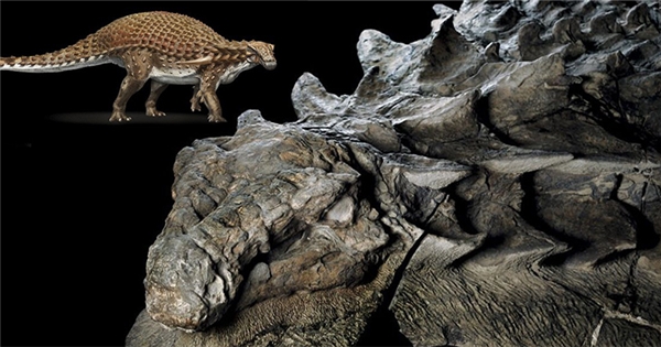 Tìm thấy hoá thạch khủng long khổng lồ đã ngủ suốt 110 triệu năm
