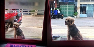 Chú chó nhỏ bị bắt sau 3 năm quay về tìm chủ gây xúc động