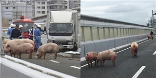 Hi hữu cuộc đào tẩu của đàn lợn ngay trên đường phố Nhật Bản
